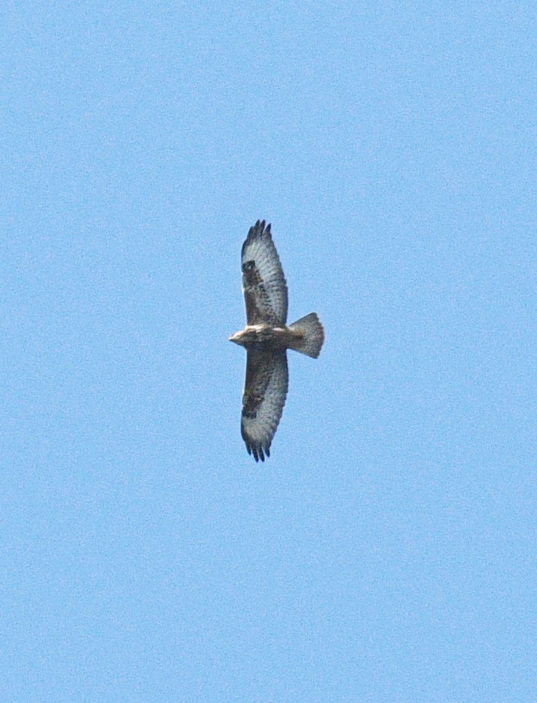 Şahin - ML644465213