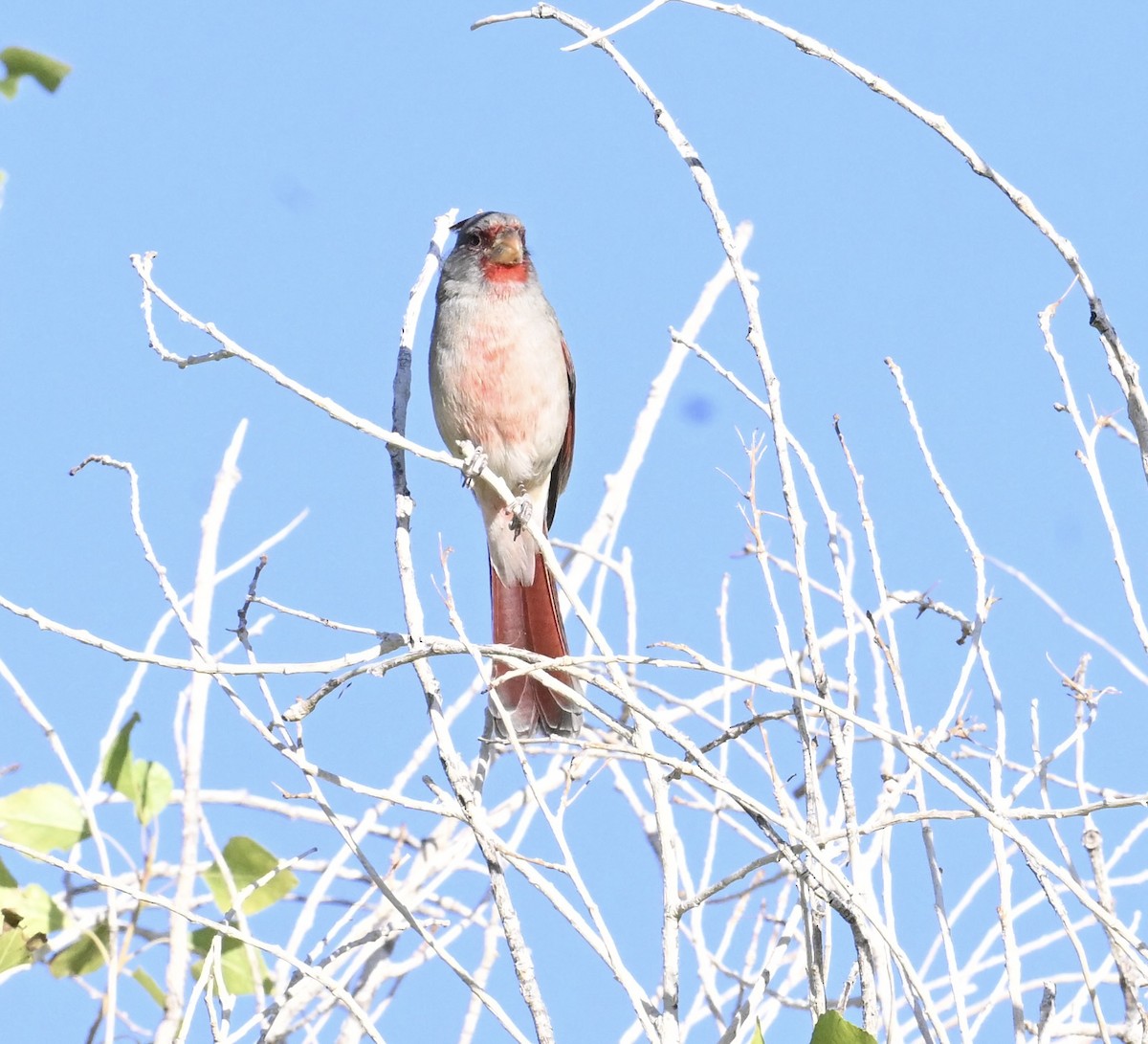 ørkenkardinal - ML644465214