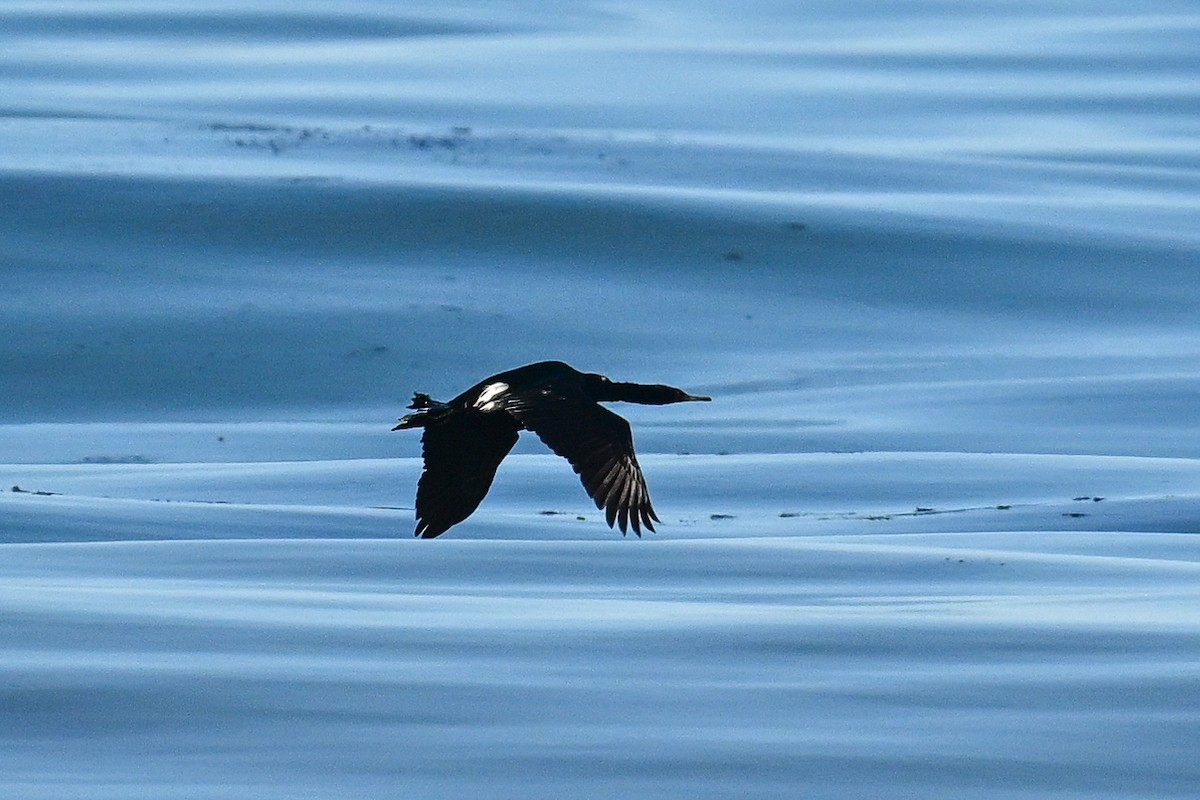 kormorán tichomořský - ML644465217