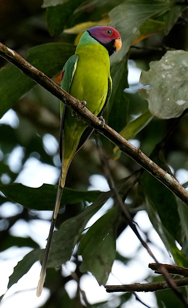 コセイインコ - ML644465224