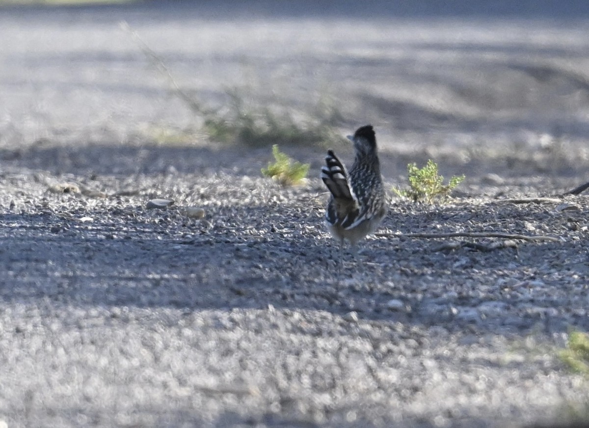 storløpegjøk - ML644465234