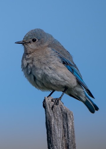 Merlebleu azuré - ML644465236