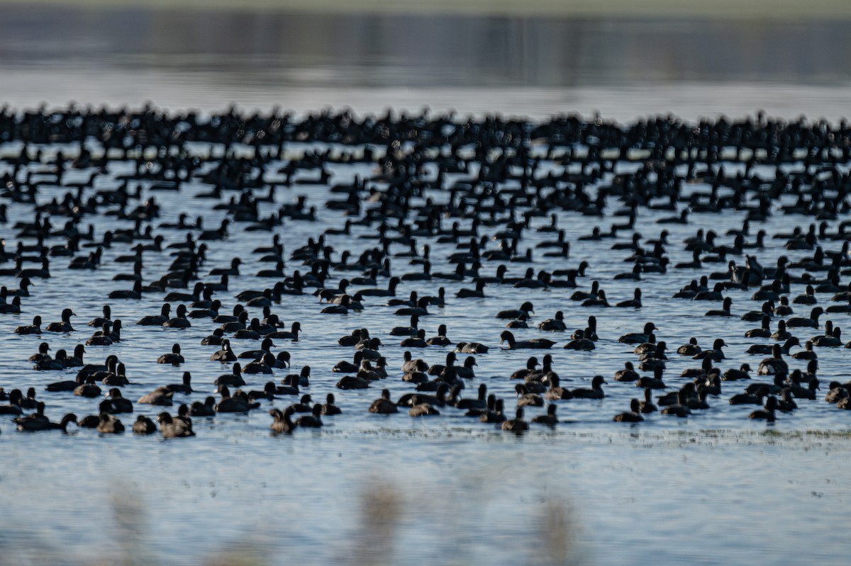 Foulque d'Amérique - ML644465241