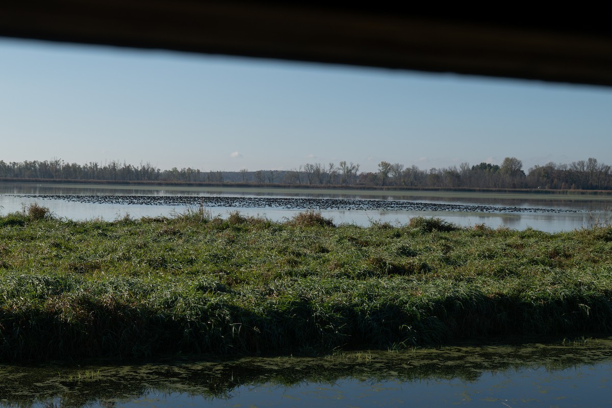 Foulque d'Amérique - ML644465242