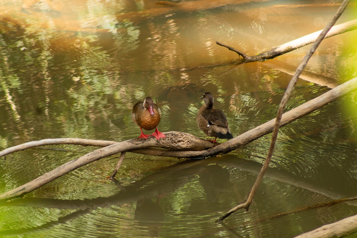 Brazilian Teal - ML644465244