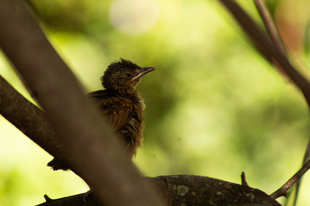 Fahlbrustdrossel - ML644465255