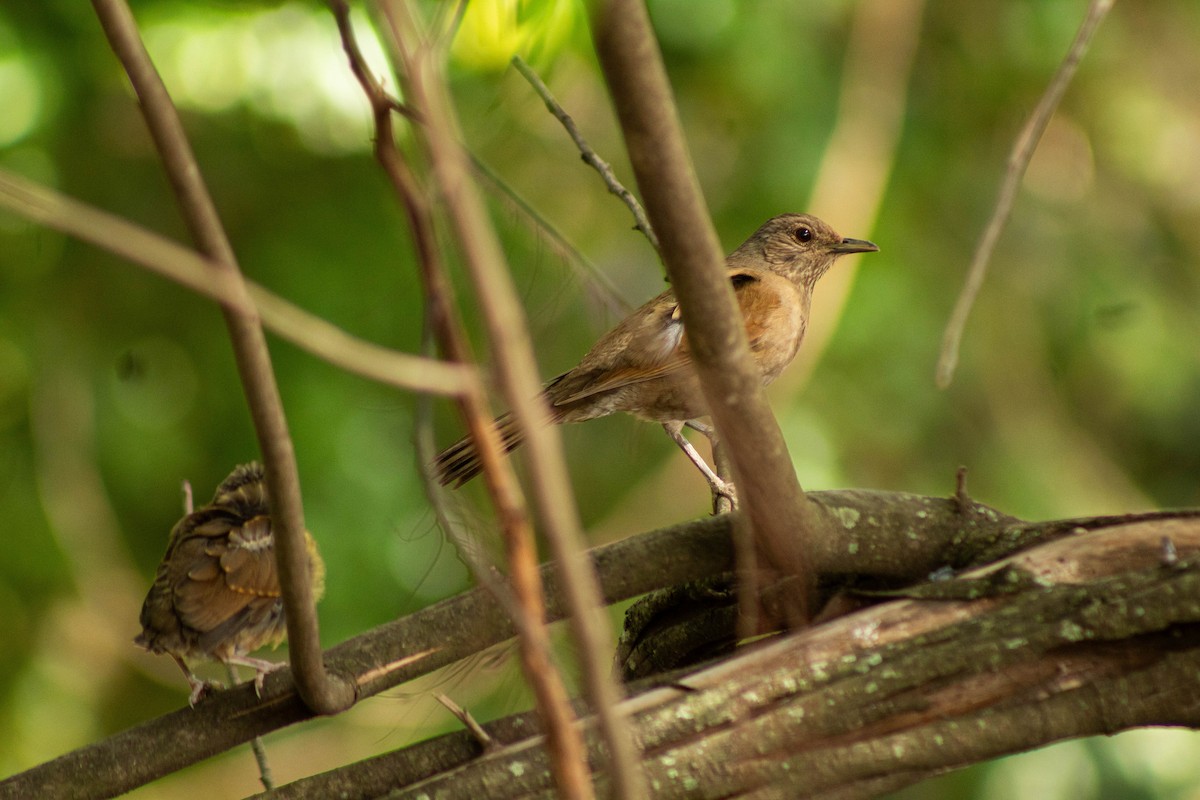 Fahlbrustdrossel - ML644465256