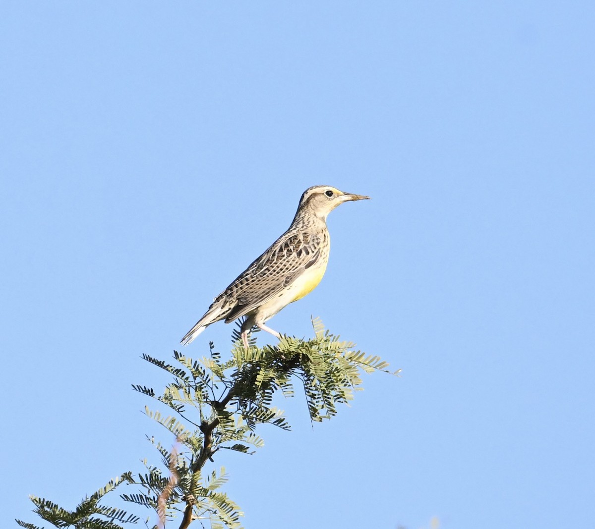 prærielerketrupial - ML644465259