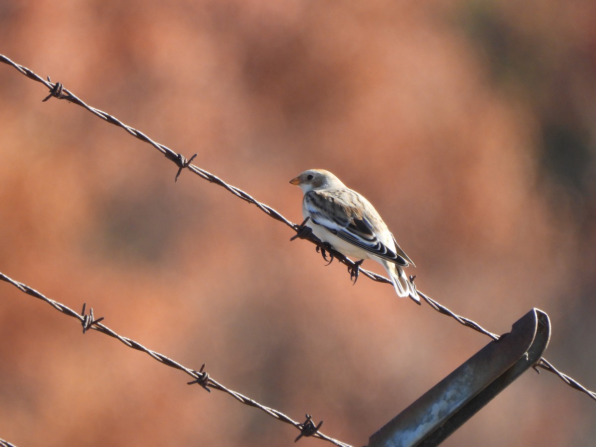 Zigolo delle nevi - ML644465260