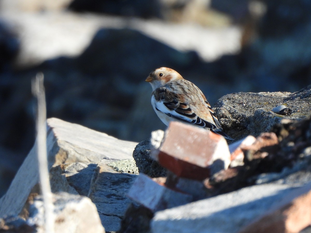 Zigolo delle nevi - ML644465261