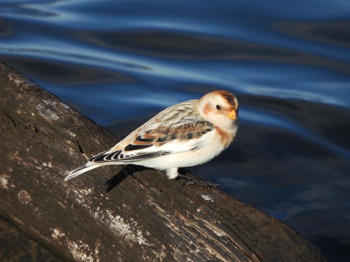 Zigolo delle nevi - ML644465262