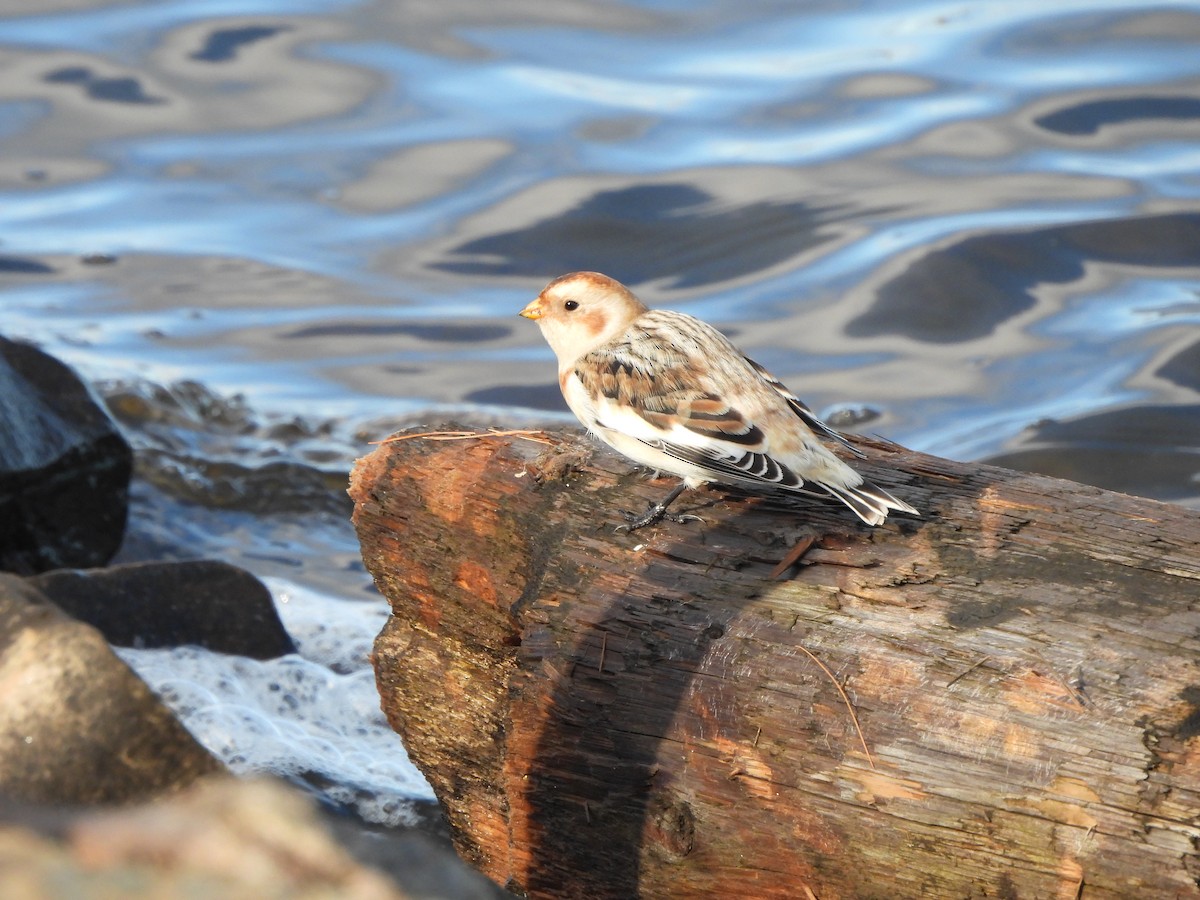 Zigolo delle nevi - ML644465263