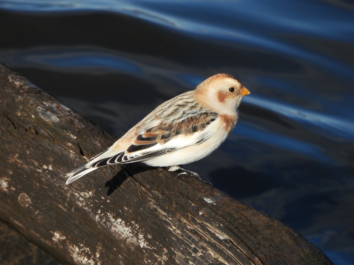 Zigolo delle nevi - ML644465264