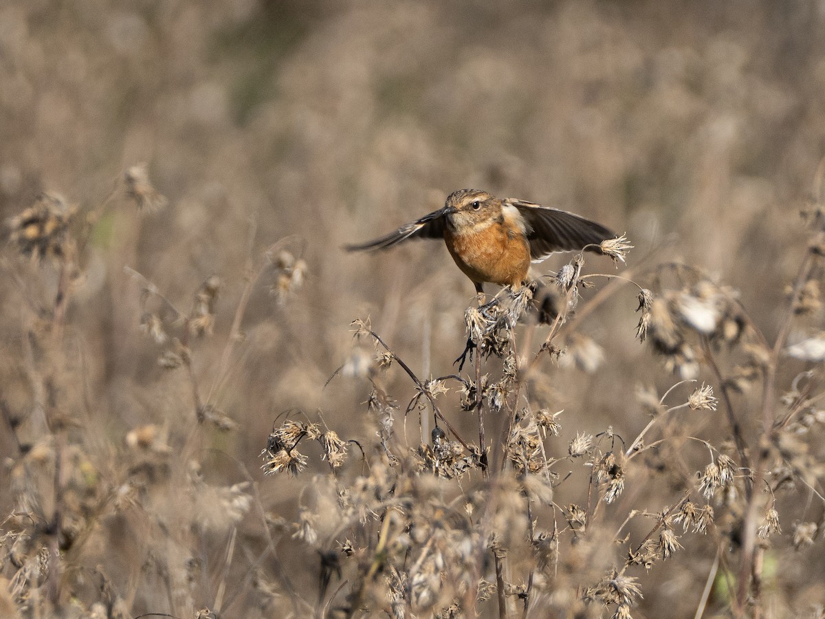 European Stonechat - ML644465275
