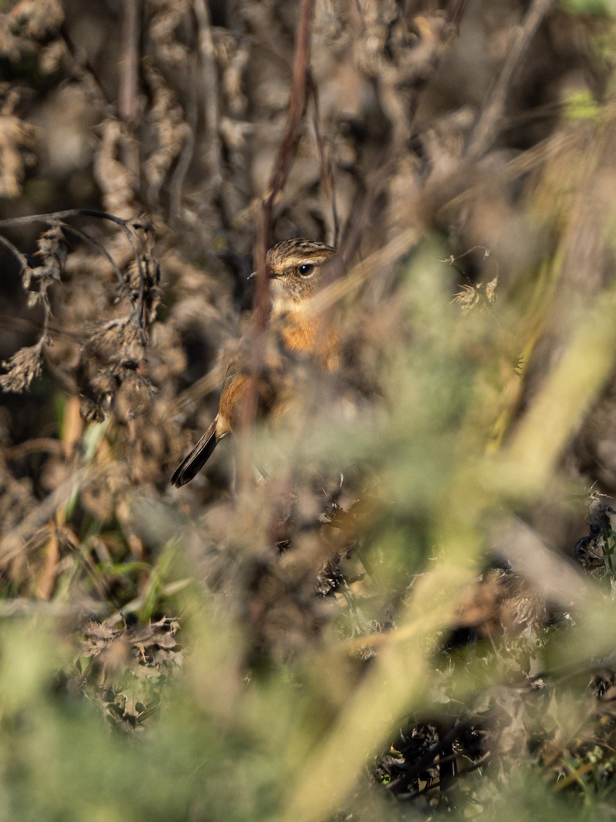 European Stonechat - ML644465276