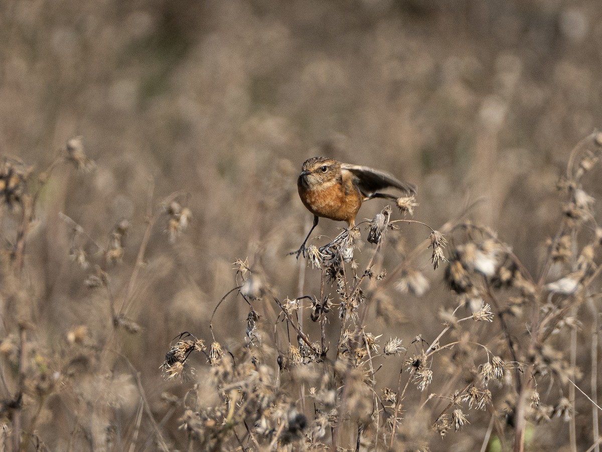 European Stonechat - ML644465277
