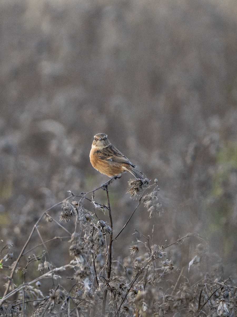 European Stonechat - ML644465278