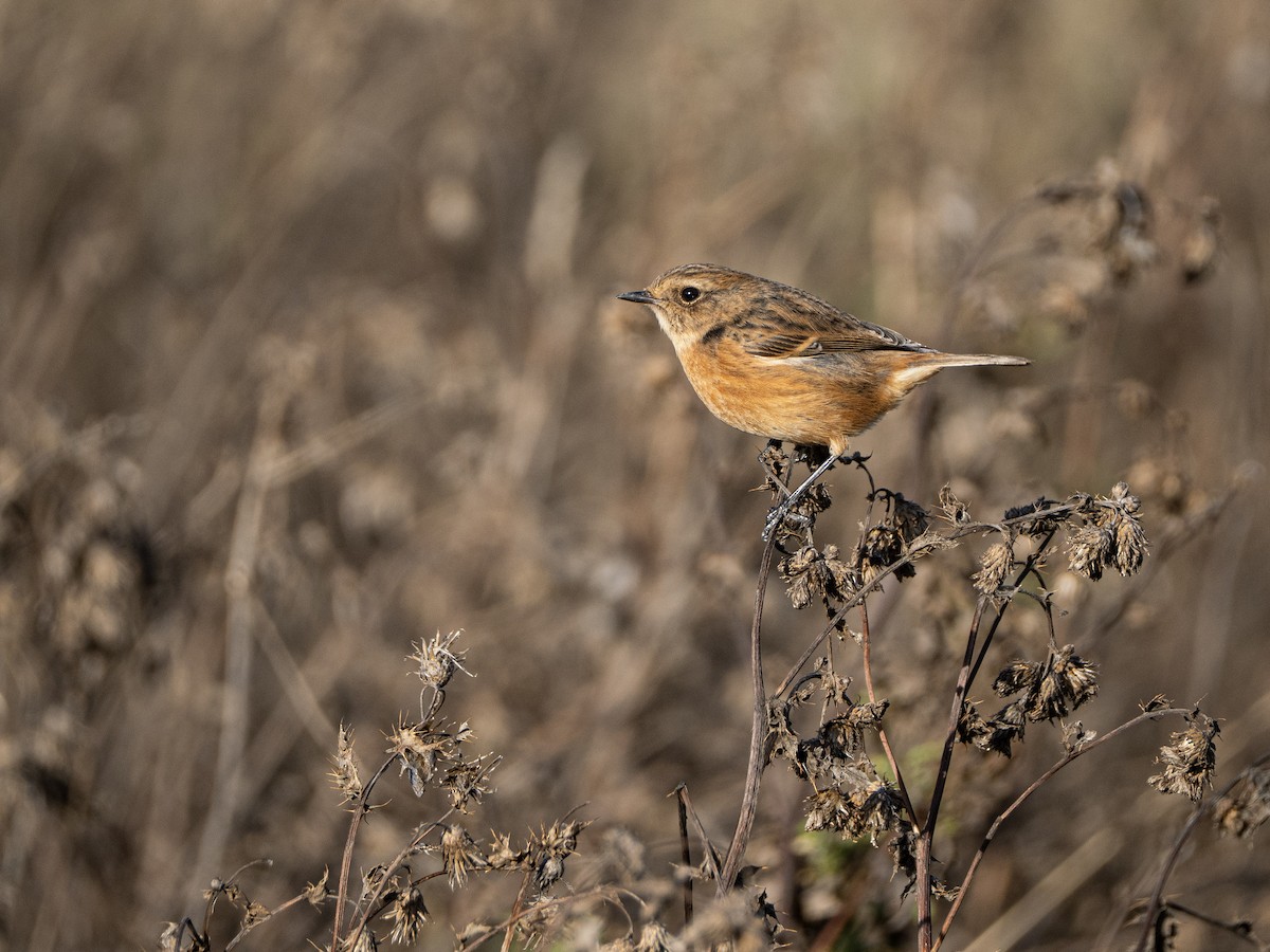 European Stonechat - ML644465279