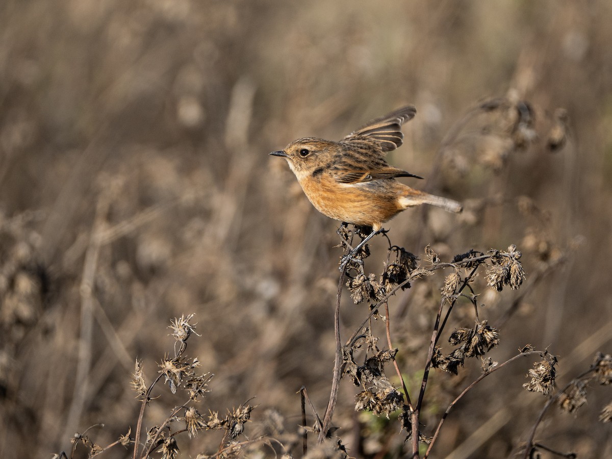 European Stonechat - ML644465280