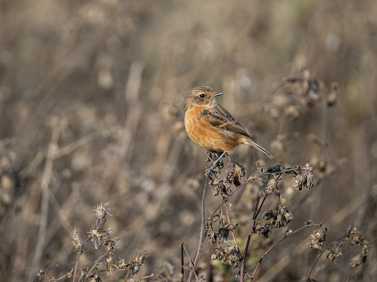 European Stonechat - ML644465281