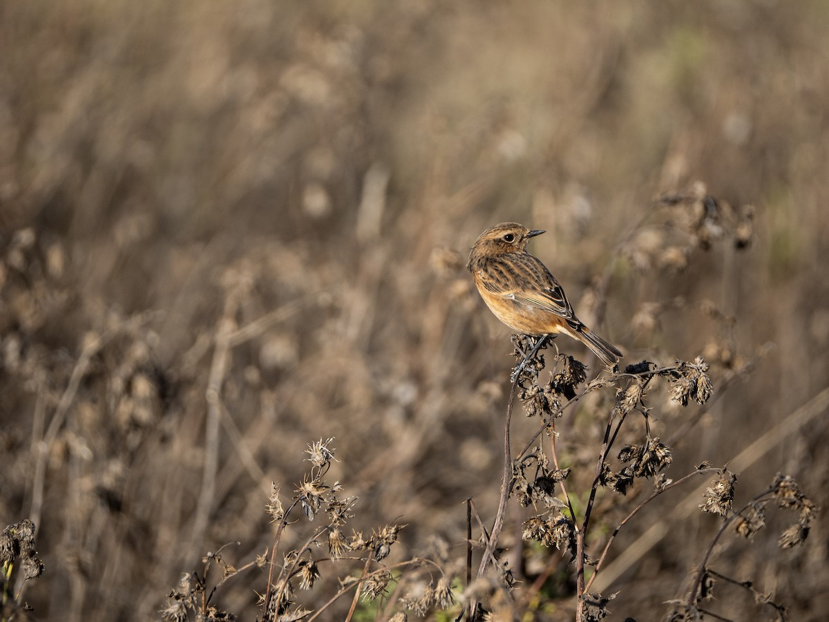 European Stonechat - ML644465282