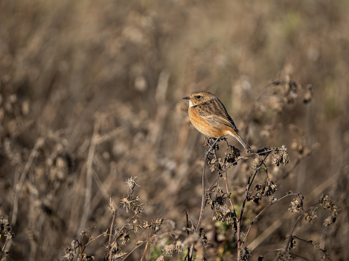 European Stonechat - ML644465283