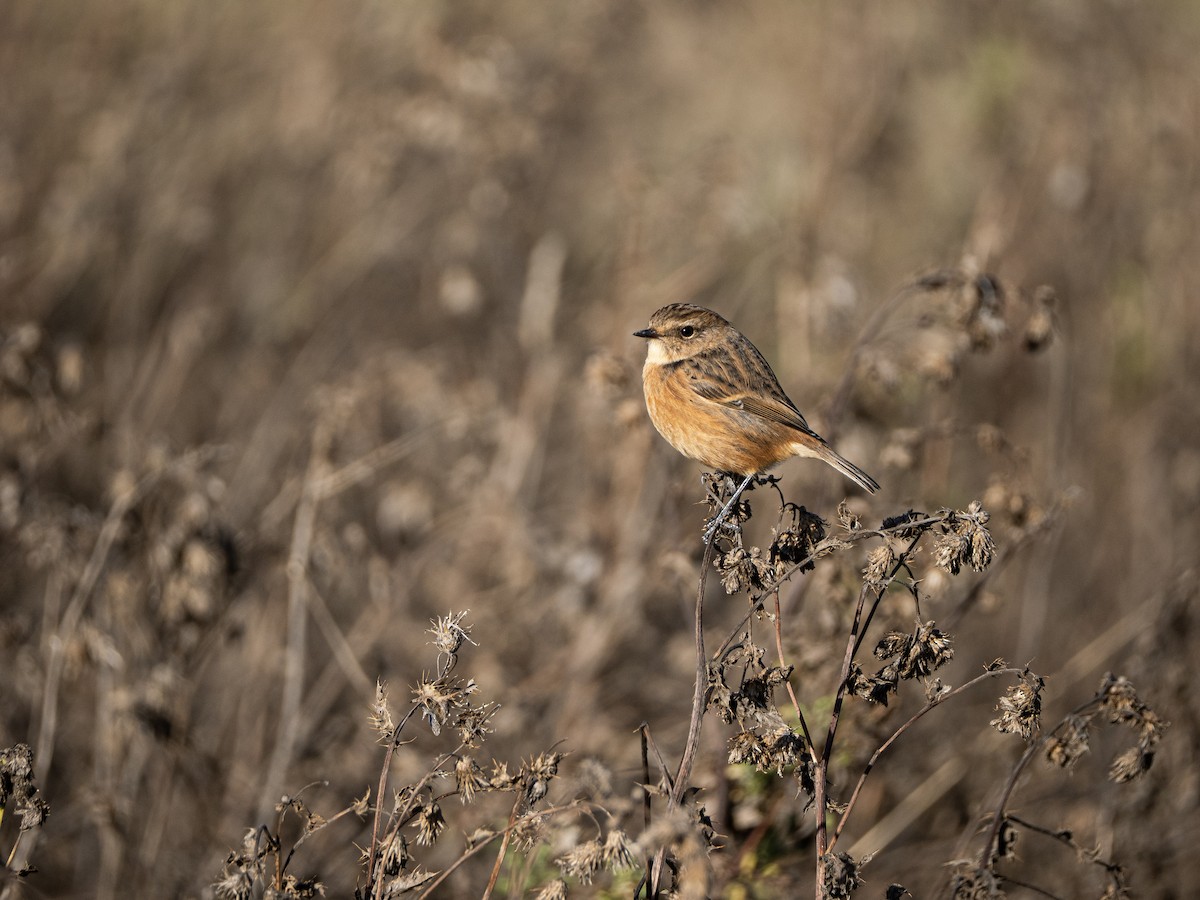 European Stonechat - ML644465284
