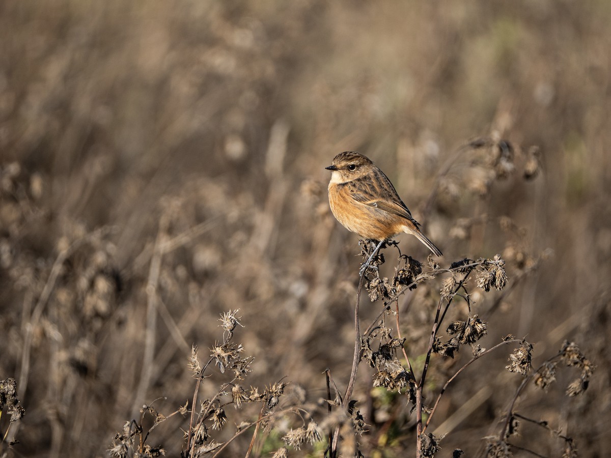 European Stonechat - ML644465285
