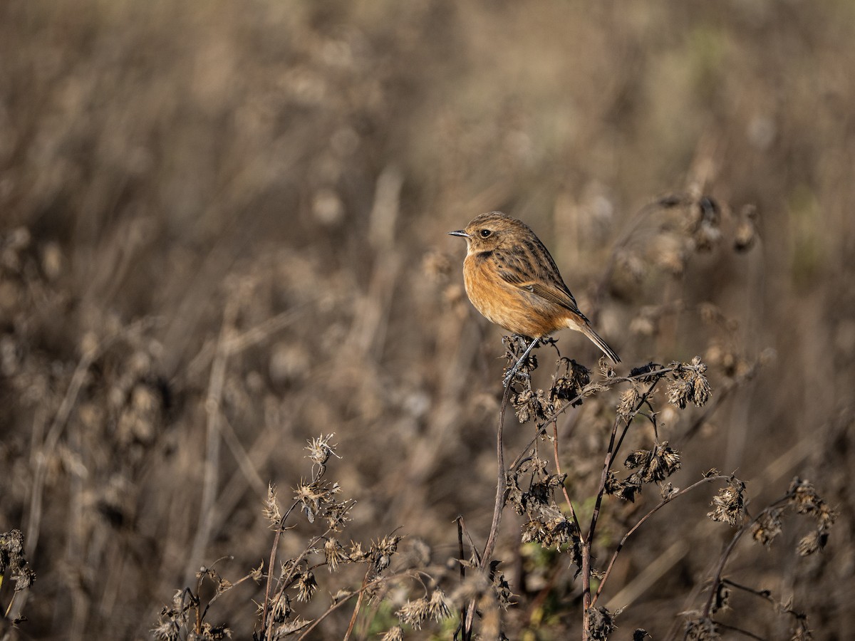 European Stonechat - ML644465286