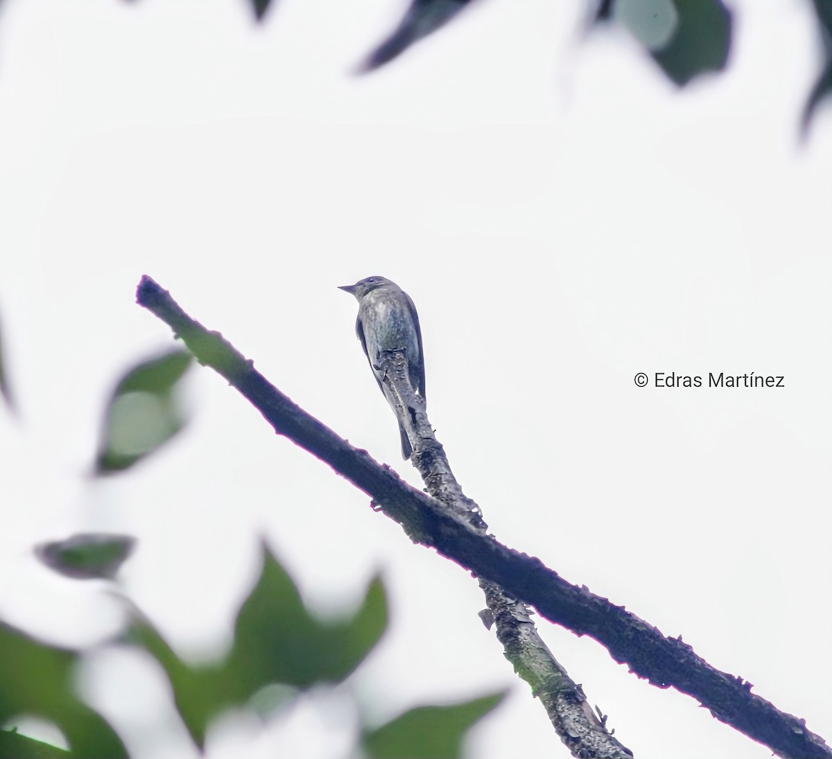 Western/Eastern Wood-Pewee - ML644465287