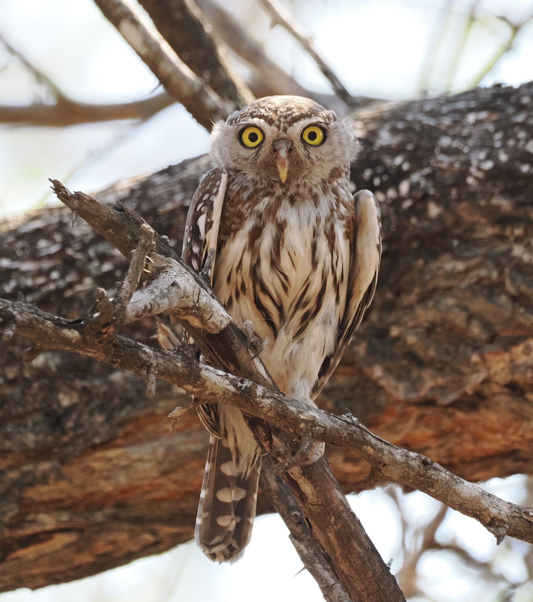 Pearl-spotted Owlet - ML644465295