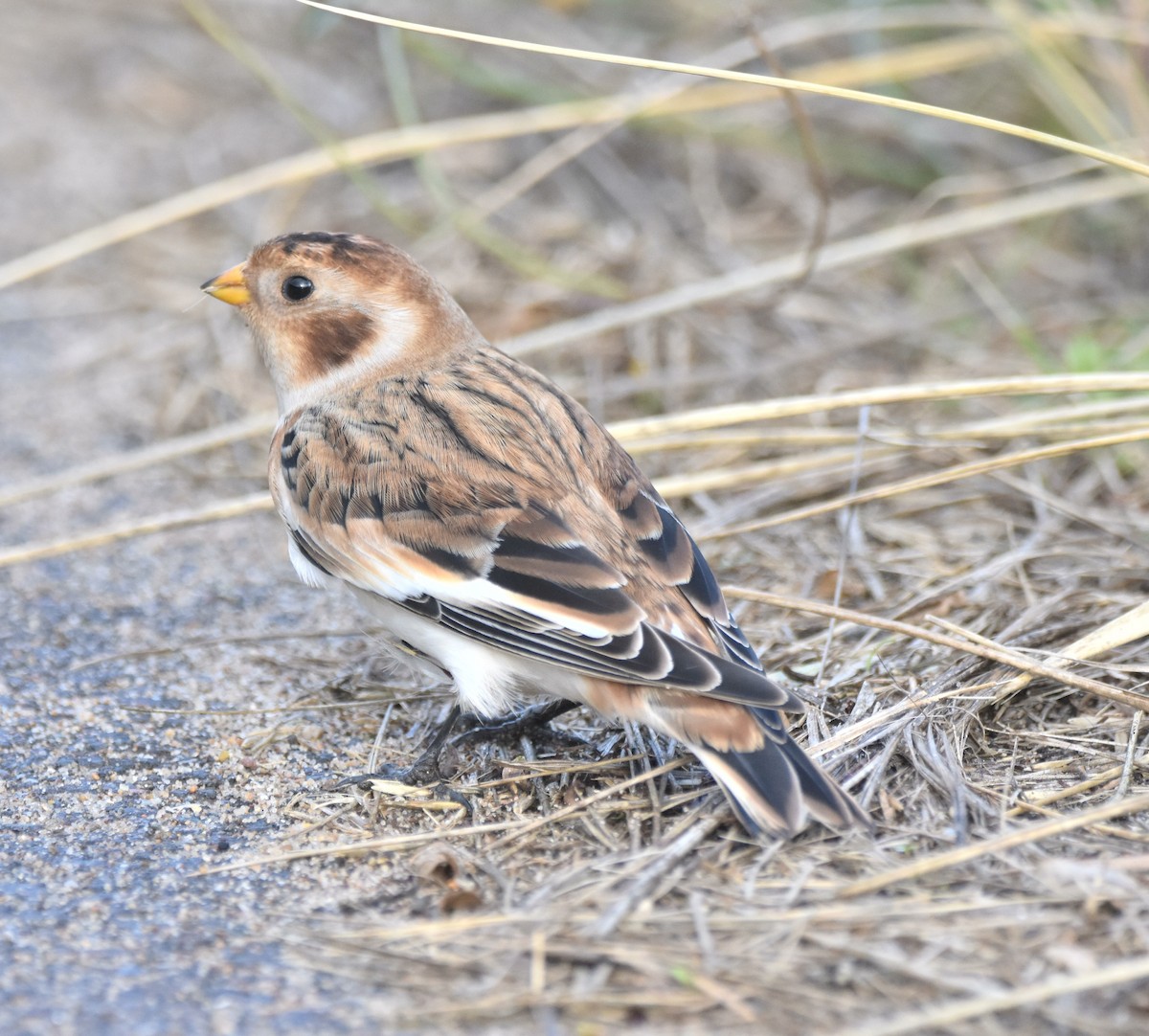 Snow Bunting - ML644465298