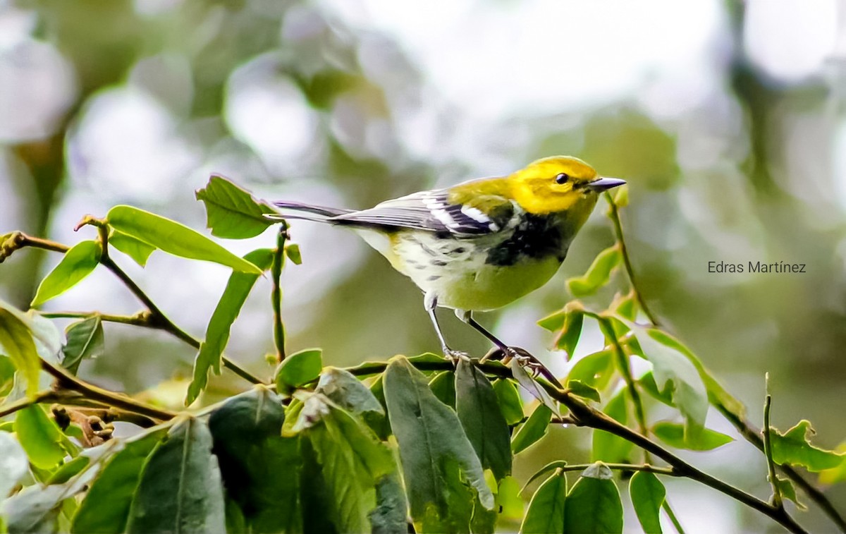 Black-throated Green Warbler - ML644465299
