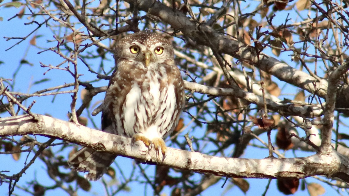 Pearl-spotted Owlet - ML644465302