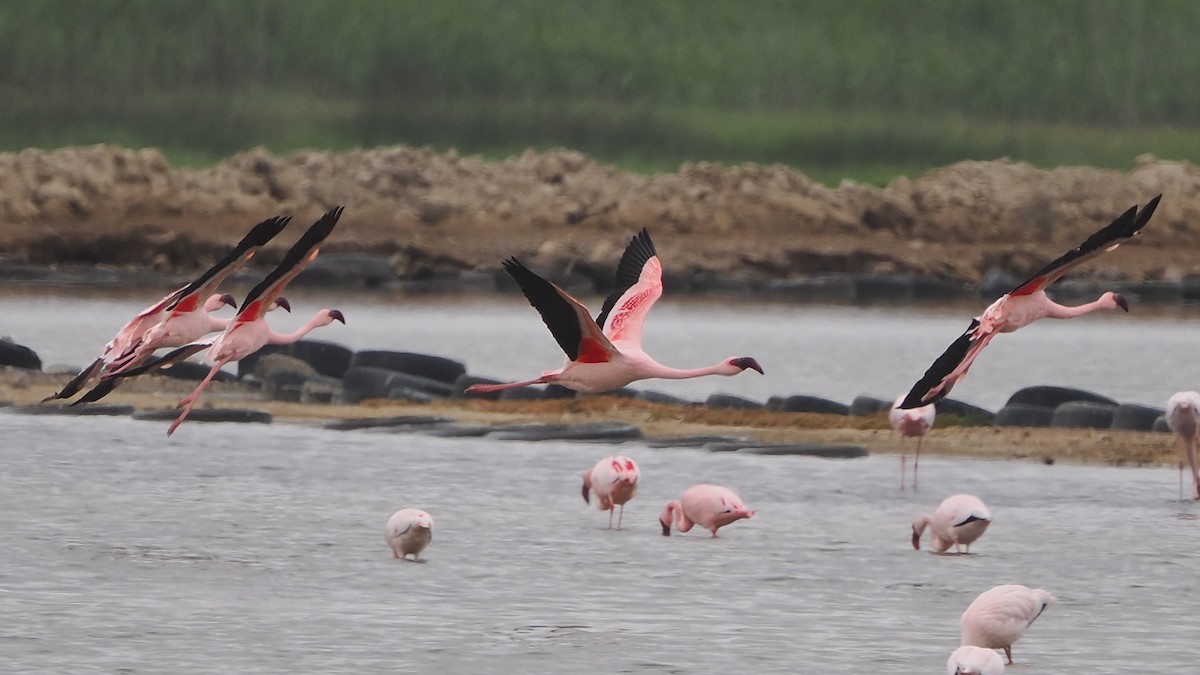 Zwergflamingo - ML644465304