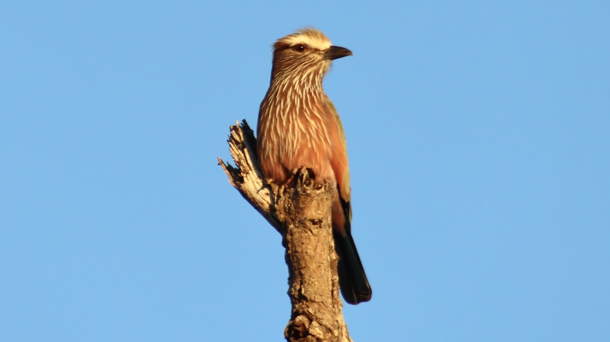 チャガシラニシブッポウソウ - ML644465324