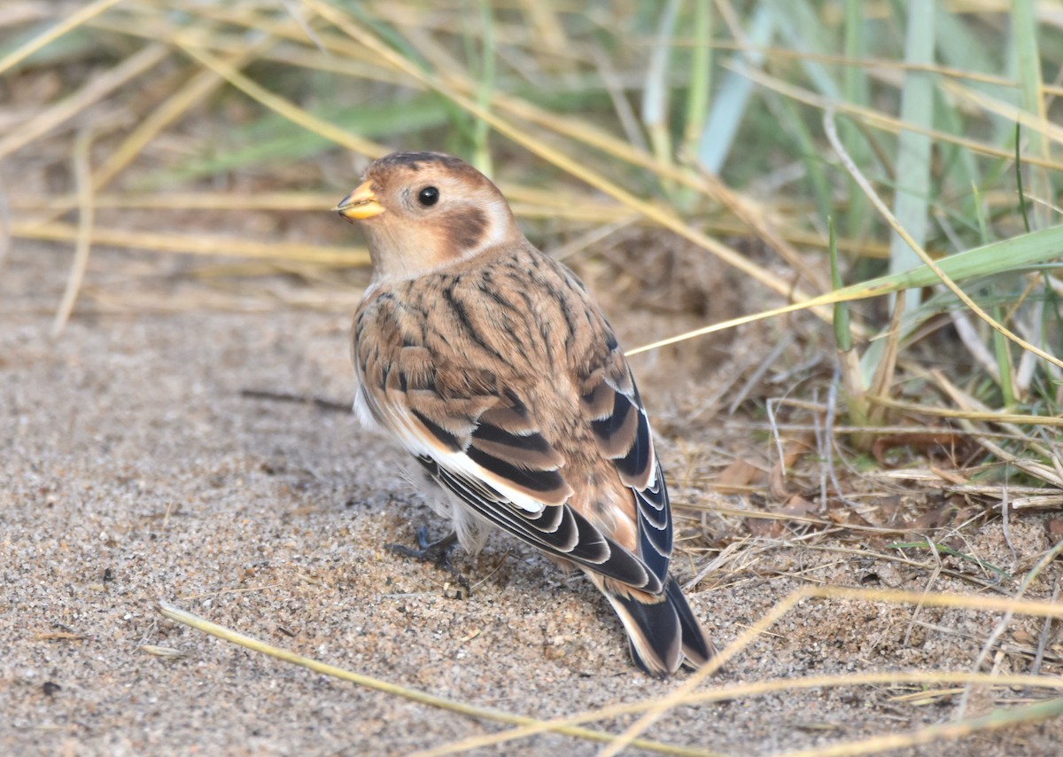 Snow Bunting - ML644465327