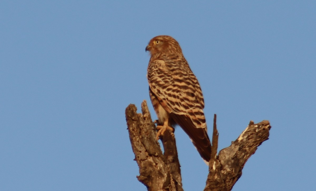 Crested Barbet - ML644465331