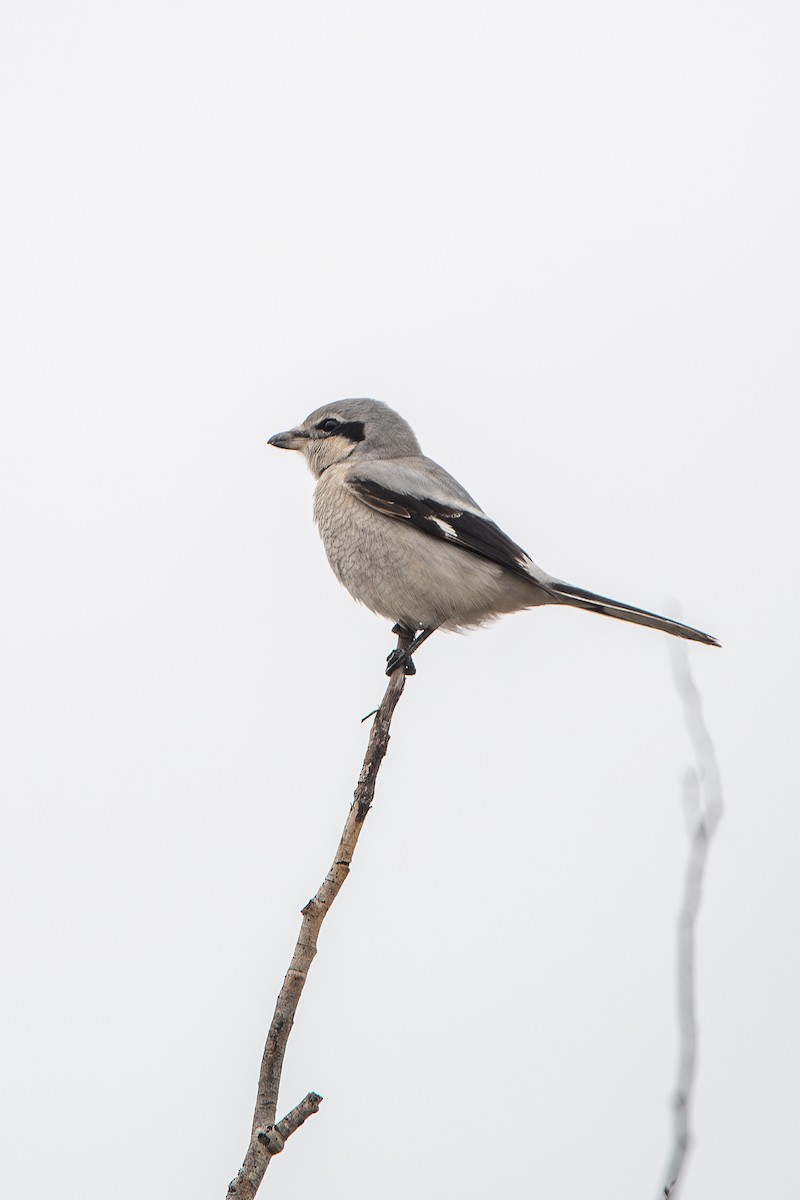 Northern Shrike - ML644465337