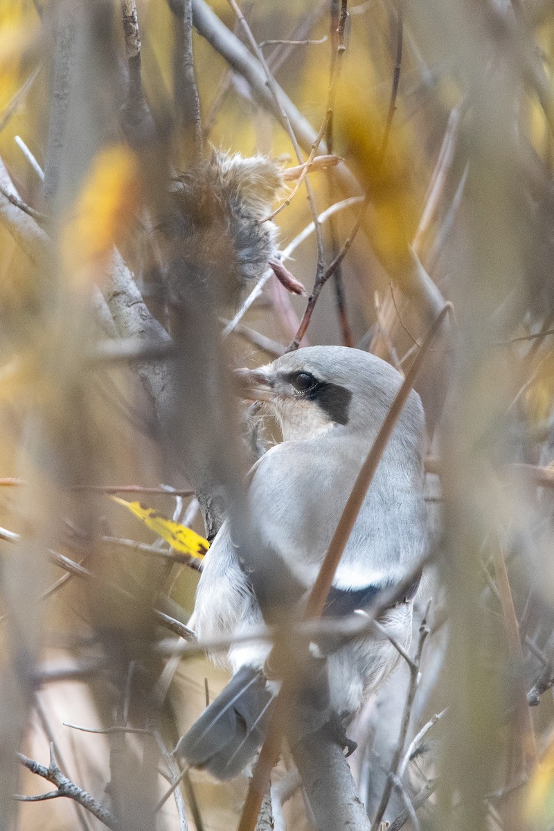 Northern Shrike - ML644465338