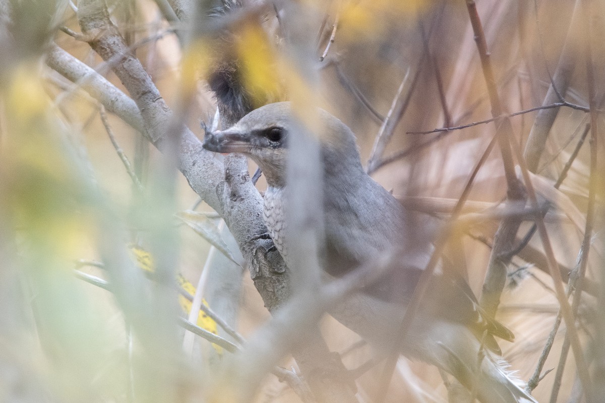 Northern Shrike - ML644465346