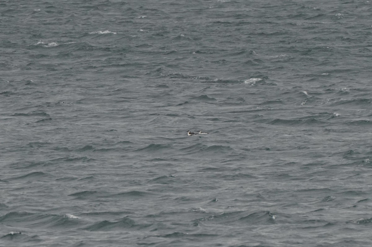 Common Murre - ML644465347