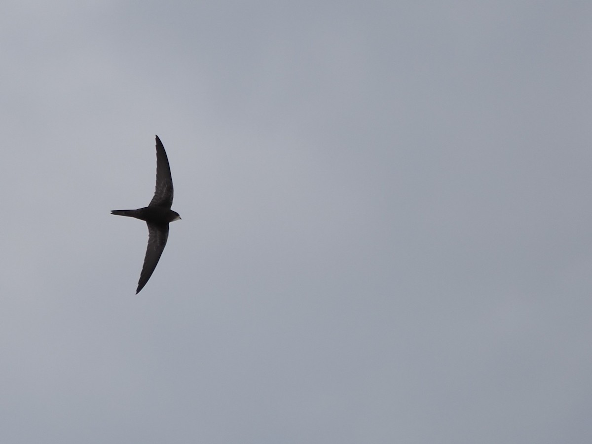 Серпокрилець чорний - ML644465350