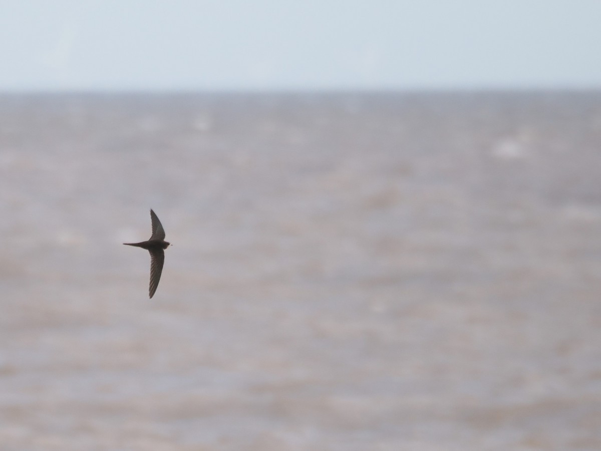 Серпокрилець чорний - ML644465356