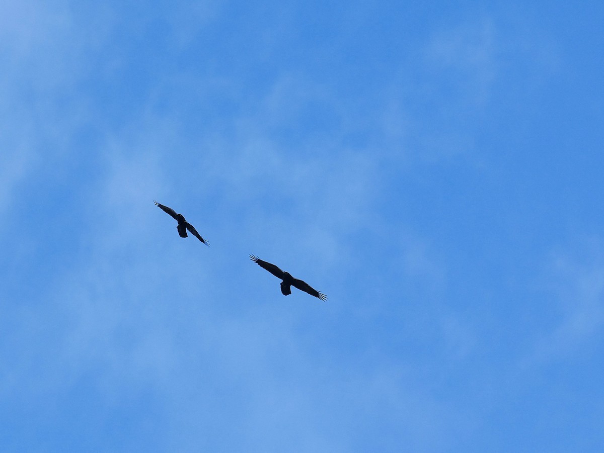 Common Raven - ML644465358