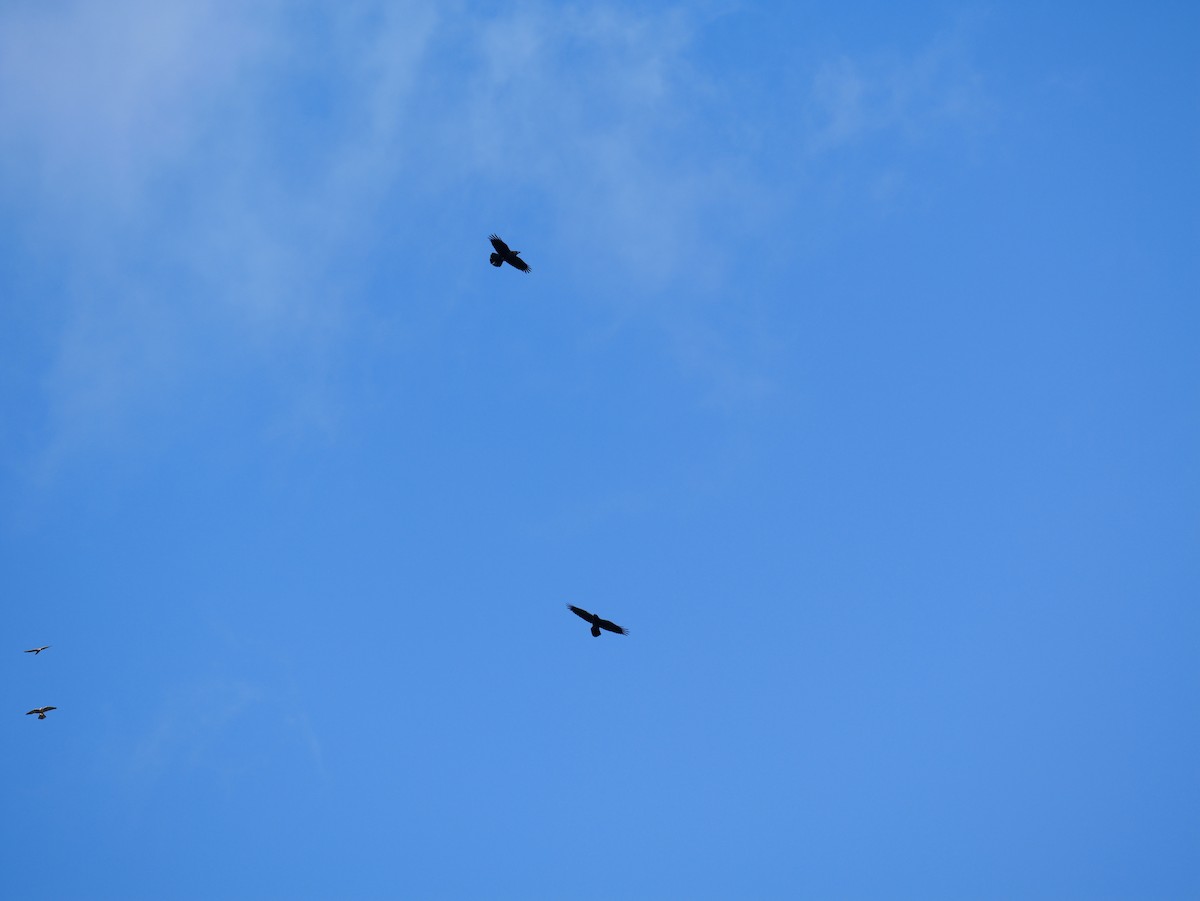 Common Raven - ML644465359