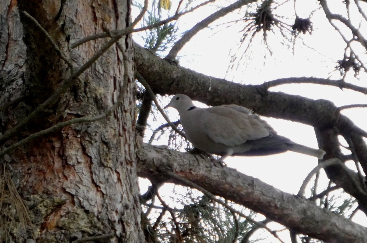 hrdlička zahradní - ML644465360