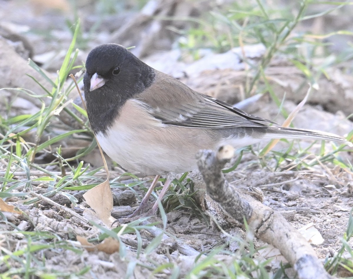 vinterjunko (oreganus gr.) - ML644465365