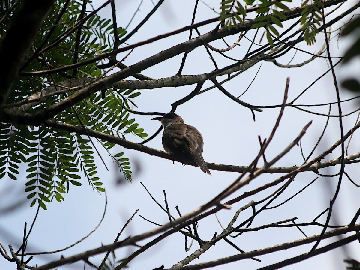 ギンムネカッコウ - ML644465378