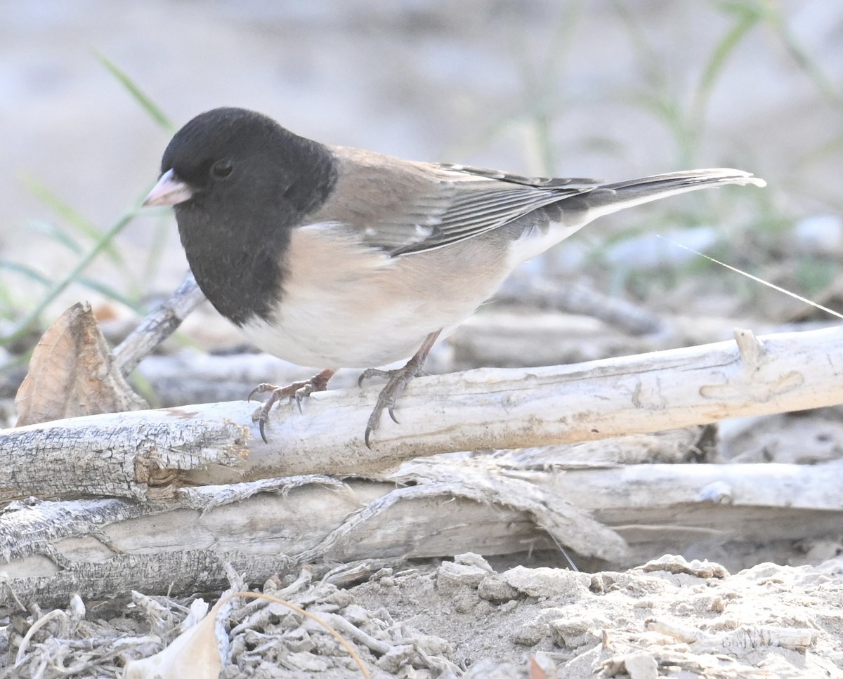 vinterjunko (oreganus gr.) - ML644465379